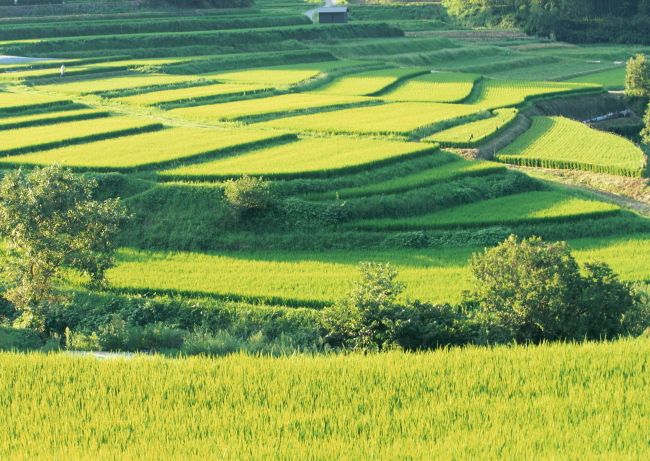 土壤養(yǎng)分測(cè)定儀